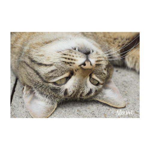 tandfraktur katt